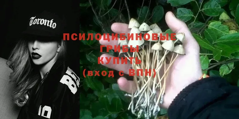 Псилоцибиновые грибы Psilocybe  Вязьма 